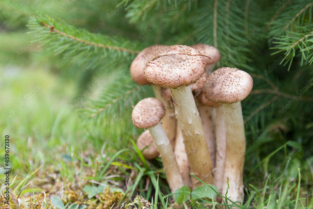 mushrooms grow under the Christmas tree mushrooms grow under the Christmas tree