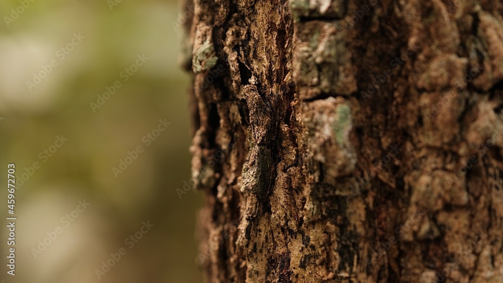 Selective focus rustic tree bark texture background, blurred tree bark texture. Selective focus rustic tree bark texture background, blurred tree bark texture.