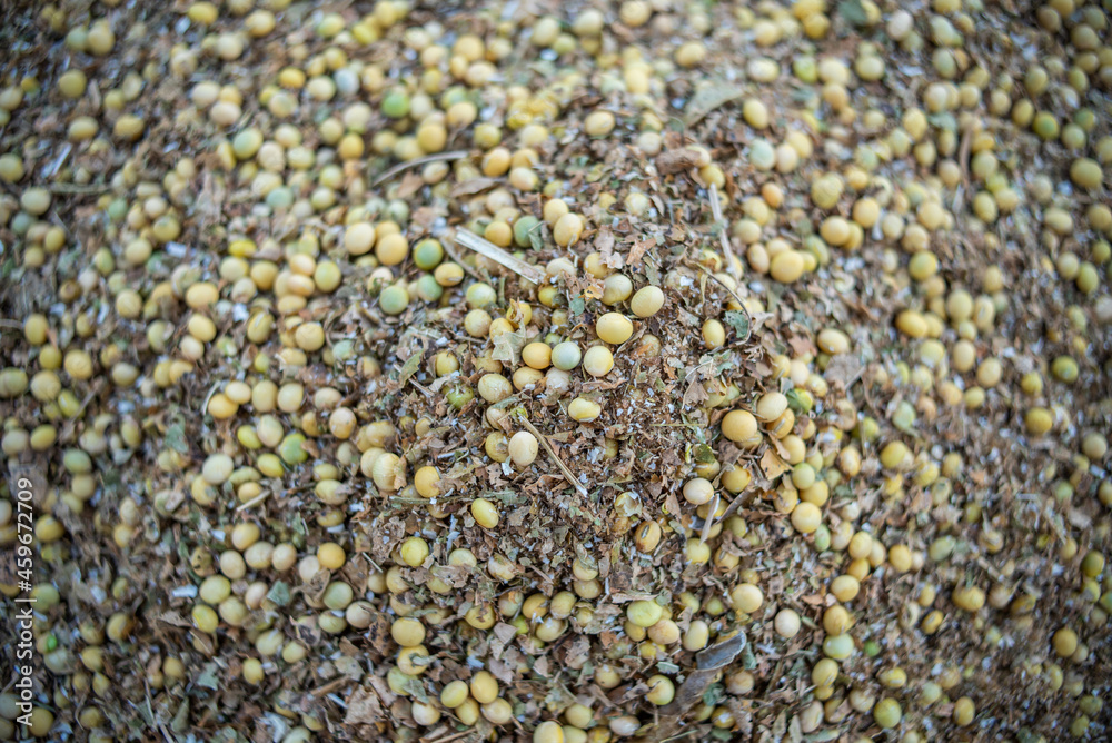 A good harvest of soybeans in autumn A good harvest of soybeans in autumn