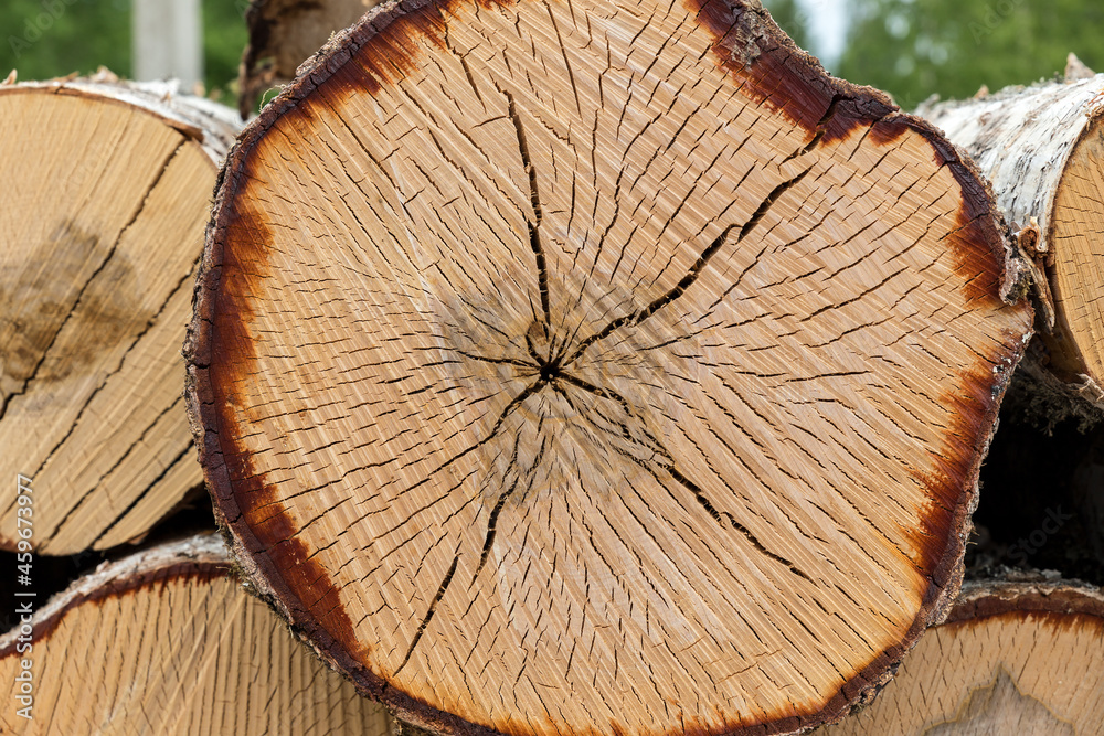 cross section of birch tree close up. Birch trunk section pattern. wooden texture cross section of birch tree close up. Birch trunk section pattern. wooden texture