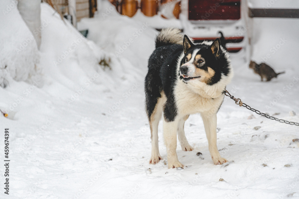 Angry dog huskies in chains in winter snowy weather.