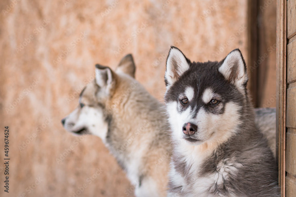Cute two husky puppies sit and watch everyone in winter