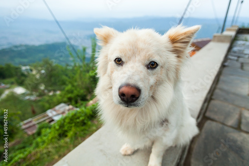 Close-up portrait of the dog sitting on the terrace, Pokhara, Nepal