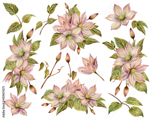 Watercolor illustration, pink clematis, clipart. photo