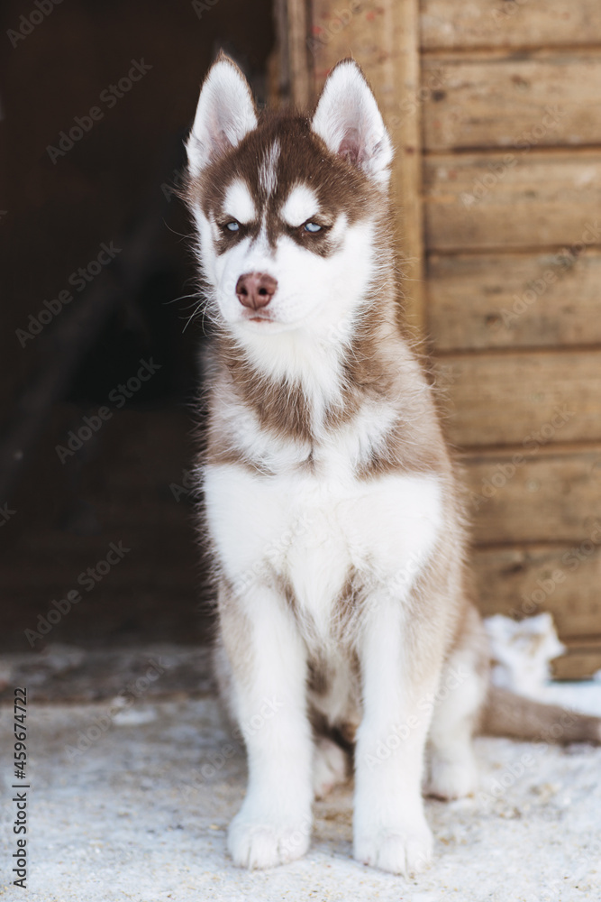Portrait cute husky puppi sit near the wooden wall