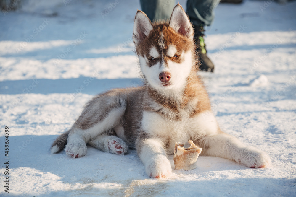 Cute husky puppy with bone looking at camera in winter