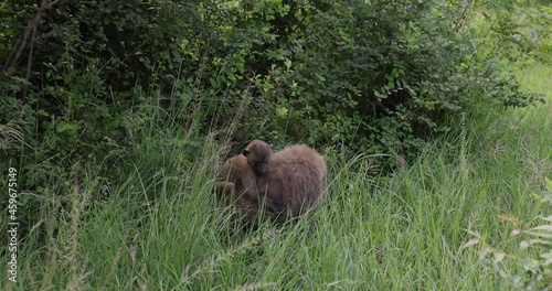 Baboon mother baby in grass wildlife Ghana Africa. Baboons native to Ghana and reside in rural remote forest areas and near population centers. Game preserve for species of Mammals.