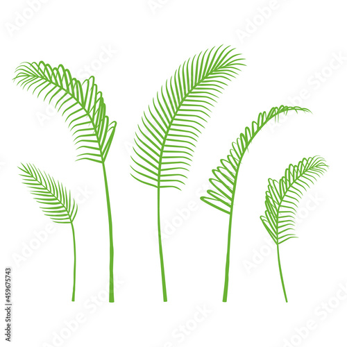 Vector palm leaf. Green bangalow palm leaves collection photo
