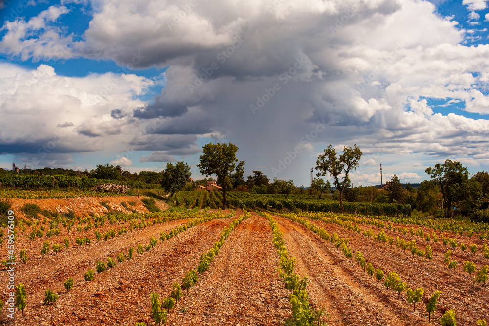 View of italian vineyard in the Trieste Karst