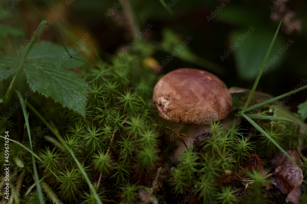 Fresh porcino mushroom growing in forest, closeup Fresh porcino mushroom growing in forest, closeup