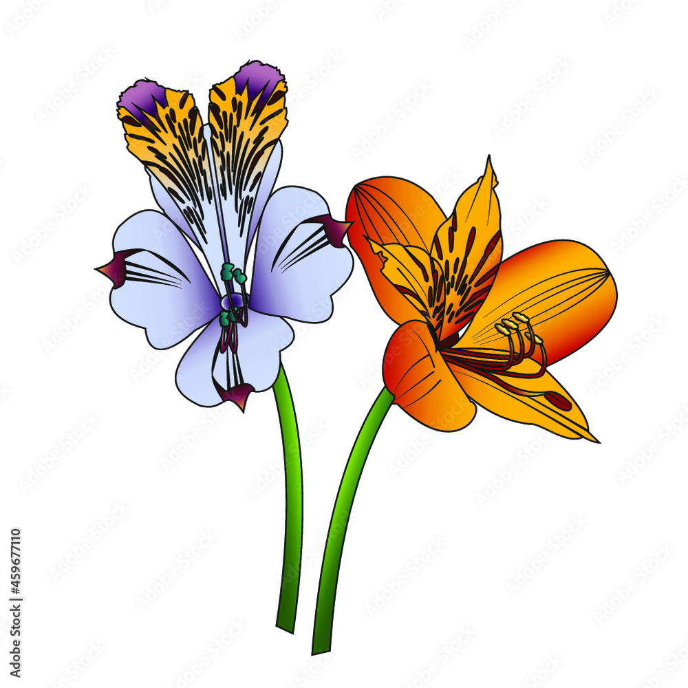 Alstroemeria