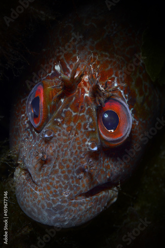 Blenny looking curiously at the camera from its hiding place. Blenny portrait. Canakkale, Turkey.