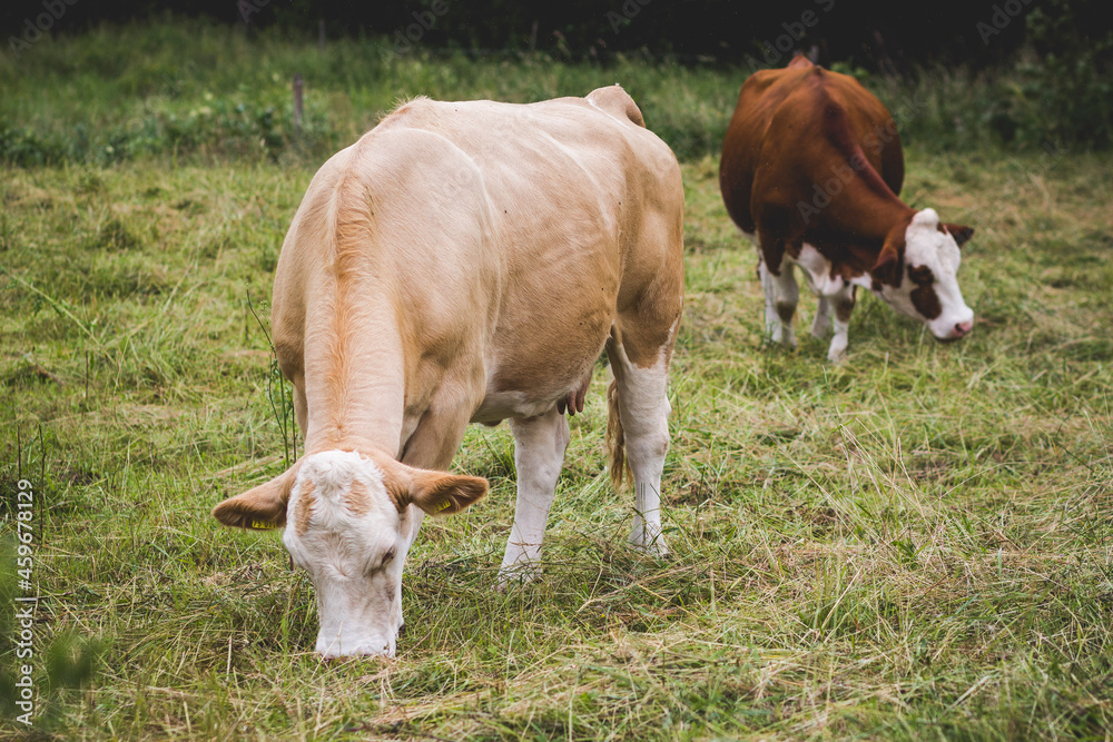 Two brown and white speckled cows grazing