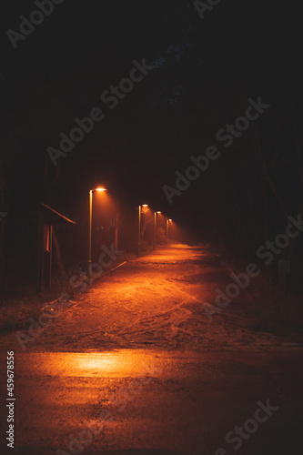 Dark street in the forest photo