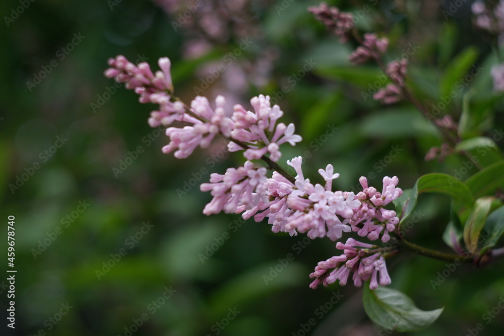 summer lilac