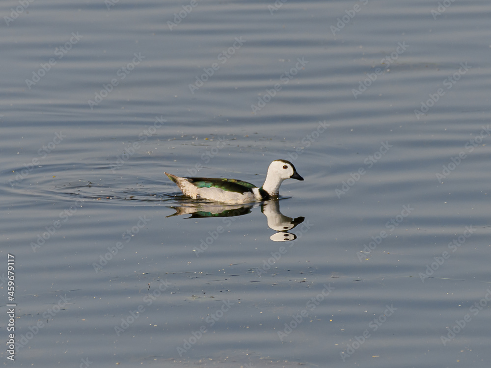 Cotton Pygmy Goose or White-quilled pygmy Goose is the smallest waterfowl in the world.Usually seen in pairs or large groups,roosting on trees near water. Cotton Pygmy Goose or White-quilled pygmy Goose is the smallest waterfowl in the world.Usually seen in pairs or large groups,roosting on trees near water.