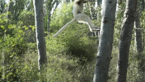 slow motion shot of white sifaka cringed to  the backside of a tree, jumps left to right, lands on another tree, climbs up photo