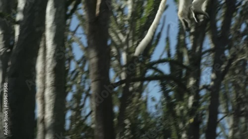 slow motion shot of white sifaka Propithecus verreauxi cringed to a tree, double leap landing first on a tree, taking off again instantly, flying out of the frame, pan shot photo