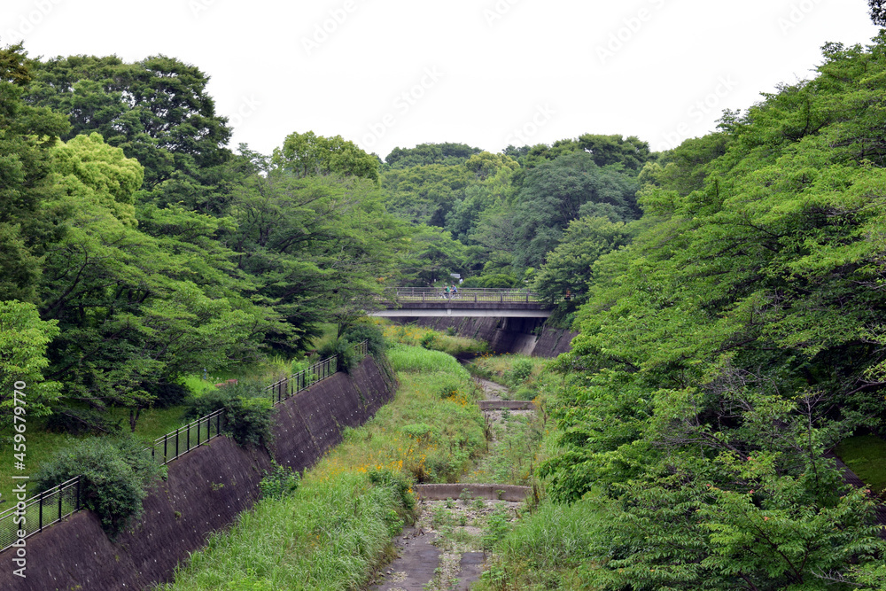 河川にて木々が生い茂る