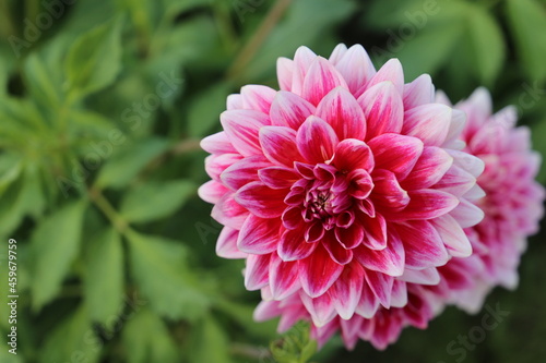 Beautiful pink Dahlia flower close up photo at nature with a green background.Gardening,