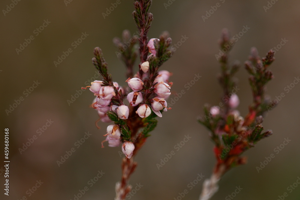 heather plant heather plant