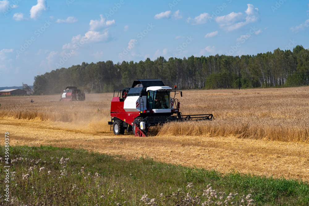Fototapeta premium The red and white harvester is harvesting yellow wheat.
