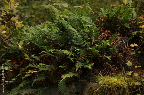 Polypodium vulgare - bracken
