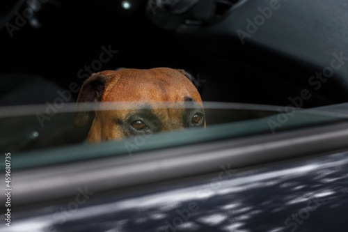 brown dog looks out of the car and waits © Екатерина Арцыбашева