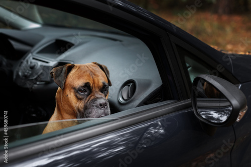 Canvas Print the dog is waiting in the car with the owner's window open