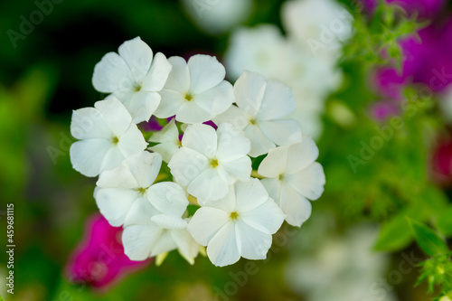 Phlox paniculata  (annual phlox)  in the summer garden. White flowers.