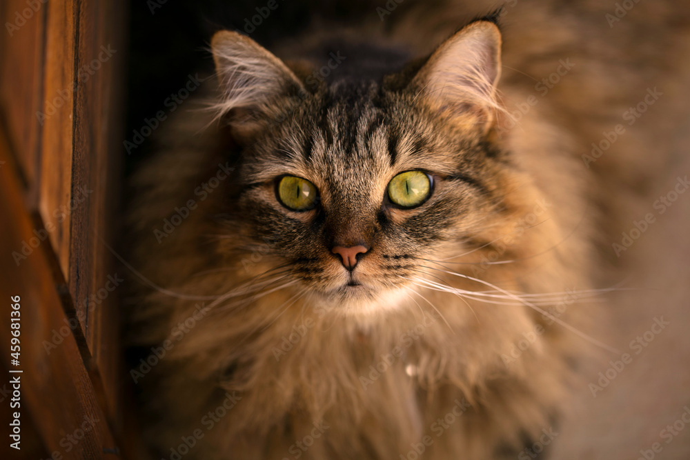 Maine coon cat