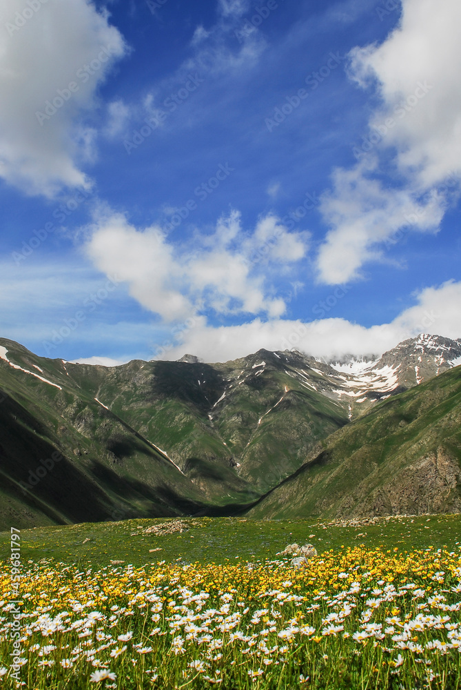 Fototapeta premium flowery mountain landscape. Kackar Mountains national park, Olgunlar, Artvin Turkey. 