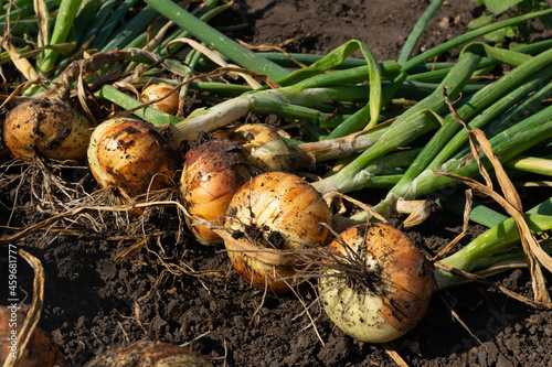 Eco onion harvest in kitchen garden, onion banner