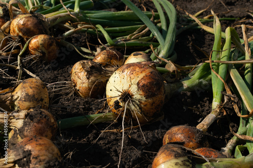 Eco onion harvest in kitchen garden, onion banner