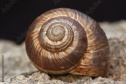 an empty snail shell on rock