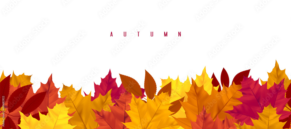 Horizontal seamless pattern with autumn leaves, leaf fall. Banner with maple and rowan. Design element for seasonal holidays, events, discounts, and sales. Isolated objects on white background. - obrazy, fototapety, plakaty 