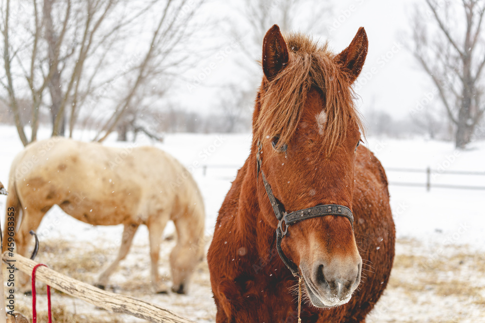 Obraz premium Portrait of a beautiful brown horse in winter. Snowy