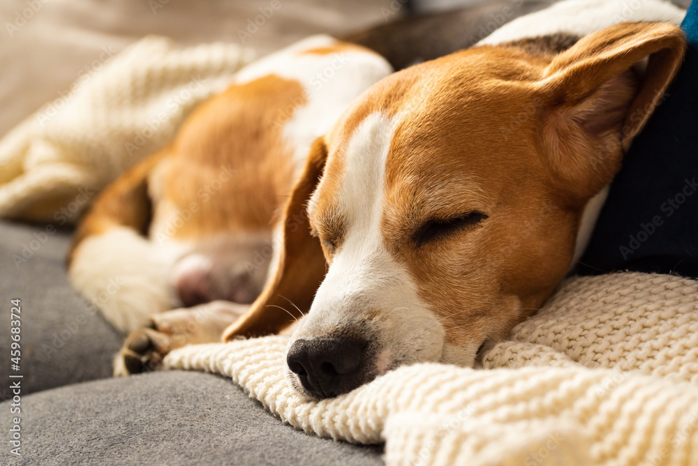 Obraz premium Adult male beagle dog sleeping on his pillow. Shallow depth of field. Canine theme