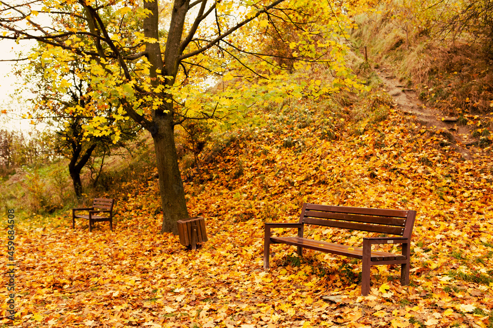 empty bench in autumn city public park