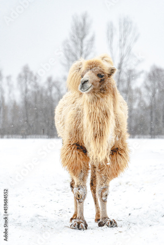 Portrait of a northern camel in winter in snowy weather