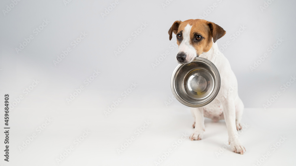 Hungry jack russell terrier holding an empty bowl on a white background