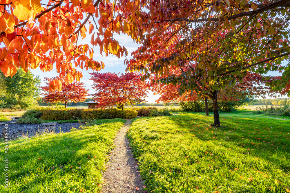 Naklejka premium Autumn park on a sunny day