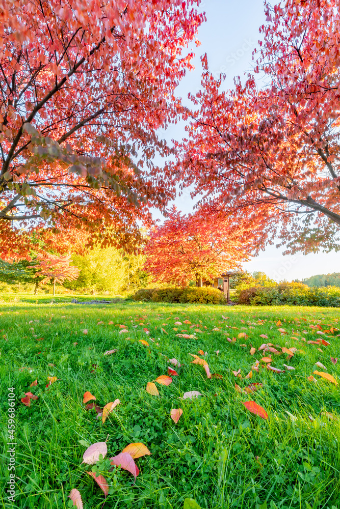 autumn in the park