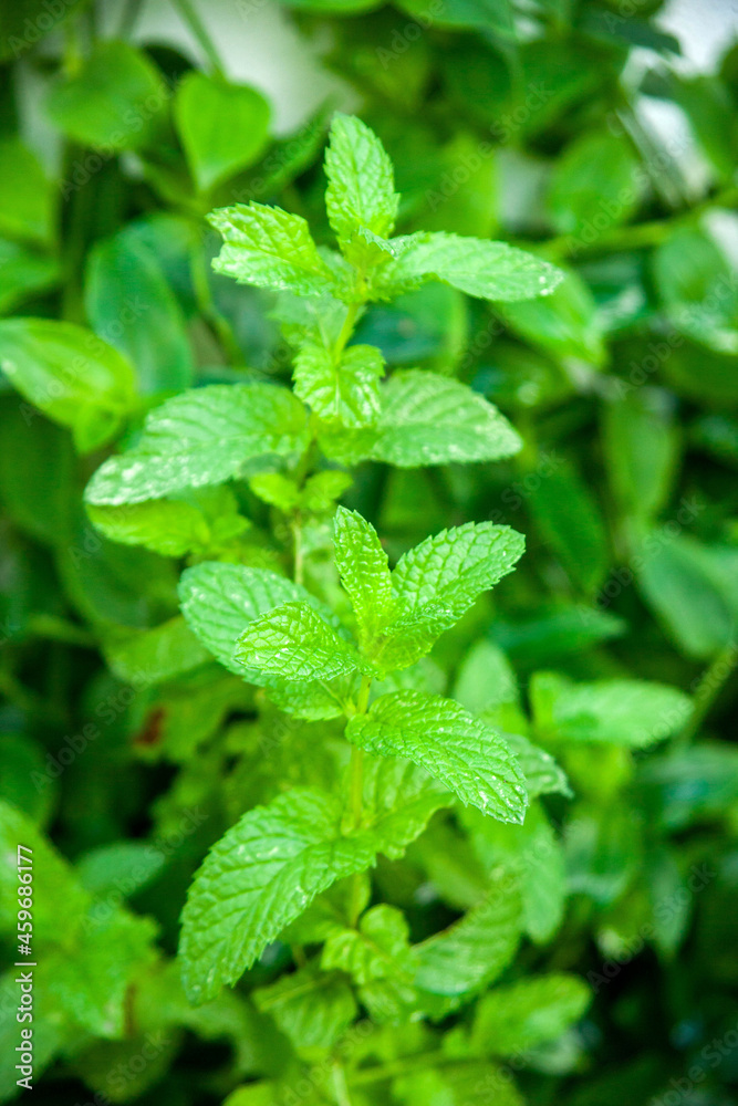 Fresh mint planted in the yard. Fresh mint planted in the yard.