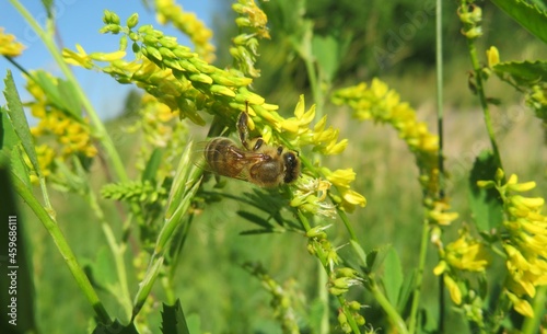 Bee on a beautiful melilot plant in the field photo