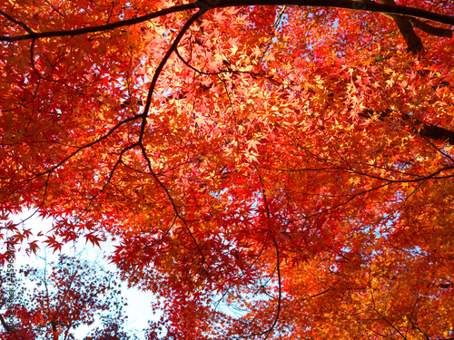日本の秋、昭和記念公園の紅葉