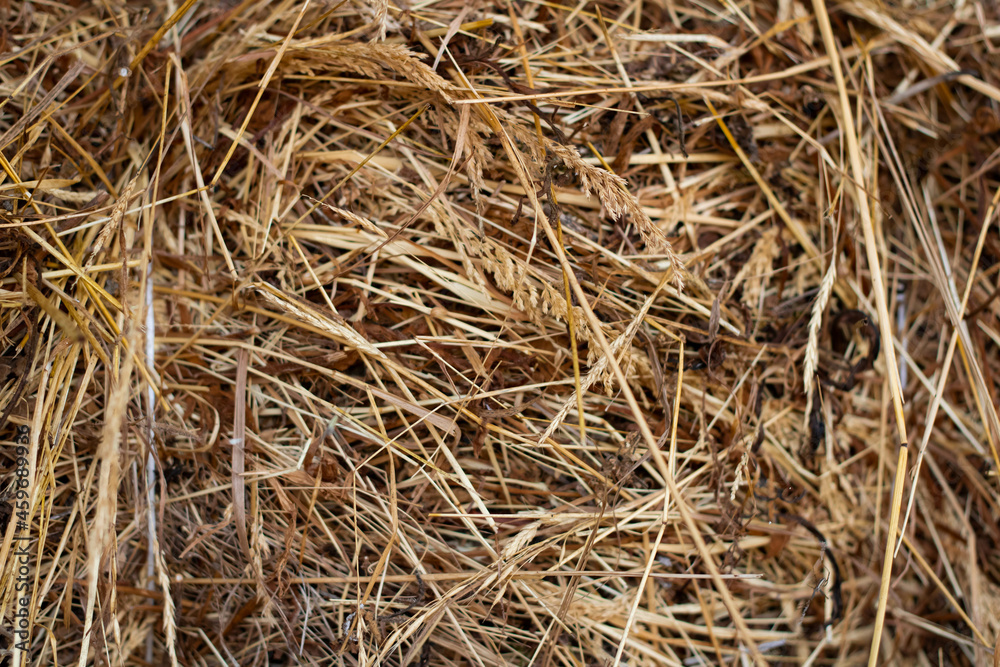 hay texture, background, dough place