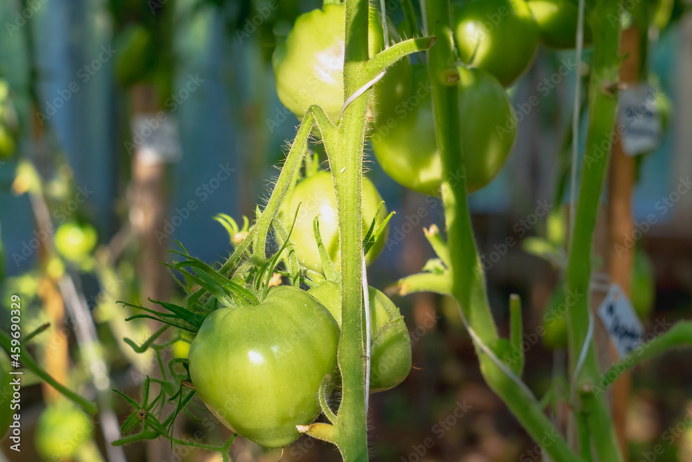 Green tomatoes ripen on tomato plants in a greenhouse
