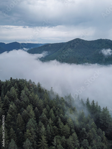 The Black Forest with fog clouds in Germany. trees from above. droneshot. photo