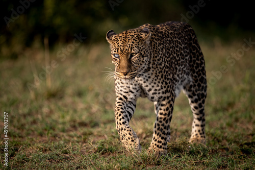 A Leopard in Africa 